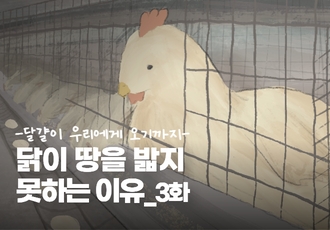 달걀이 우리에게 오기까지 "닭이 땅을 밟지 못하는 이유" 3화