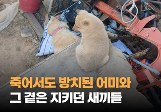 [구조] 죽어서도 마당을 벗어나지 못한 어미와 그 곁을 지키던 새끼들