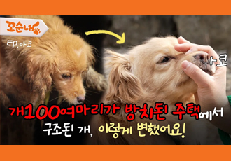 [동물자유연대X꼬순내] 방치된 채 구조된 아코, 이렇게 변했어요!🐕