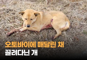 [동물학대] 오토바이에 개를 매달고 주행한 학대자