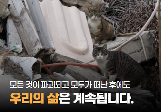 [동네고양이]모든 것이 파괴되고, 모두가 떠난 후에도 우리의 삶은 계속됩니다.