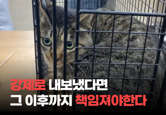 마라도 고양이 반출, 강제로 내보냈다면 그 이후까지도 책임져야한다