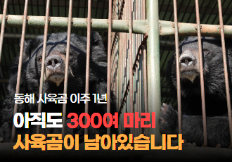 [동해사육곰 이주 1년]아직 철창 속 300여 마리 사육곰이 남아있습니다 