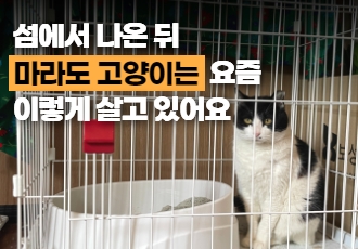 섬에서 나온 뒤 마라도 고양이는 요즘 이렇게 살고 있어요