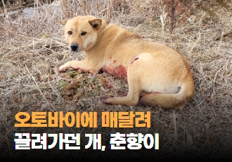 [구조] 오토바이에 매달려 끌려가던 개, 춘향이