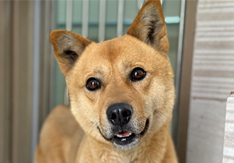 오토바이에 매달려 끌려가던 춘향이