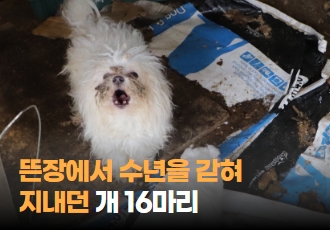 [동물학대] 뜬장에서 수년을 갇혀 지내던 개 16마리