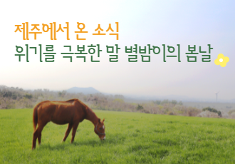 제주에서 온 소식 위기를 극복한 말, 별밤이의 봄날 🐴🌼