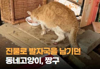 [구조] 진물로 발자국을 남기던 동네 고양이, 짱구