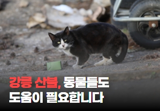 [재난재해] 강릉 산불, 동물들도 도움이 필요합니다