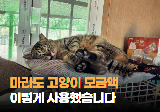 [모금후기]마라도 고양이 모금액 이렇게 사용했습니다