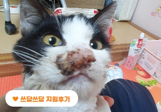 [쓰담쓰담] 코피를 흘리며 가게 앞에 쓰러져있던 새끼고양이, 아롱이