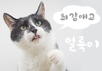 지금까지 이런 고양이는 없었다! 얼룩이는 고양이인가, 강아지인가?😂