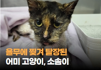 [구조] 올무에 찢겨 탈장된 어미 고양이, 소솜이