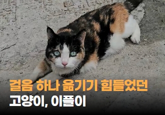 [구조] 걸음 하나 옮기기도 힘들었던 고양이, 이플이