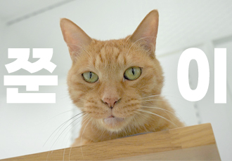 [입양] 오늘도 내일도 안녕! 매일 인사하는 고양이 ‘쭌이’의 가족이 되어주세요😸