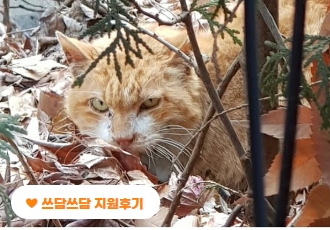 [쓰담쓰담] 상처에서 고름을 뚝뚝 흘리던 길고양이, 티거