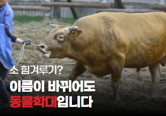 [연대기자회견] 소싸움은 동물학대, 동물의 고통은 문화가 아니다!