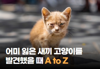 아깽이 대란 시기! 어미 잃은 새끼 고양이를 발견했을 때, A to Z