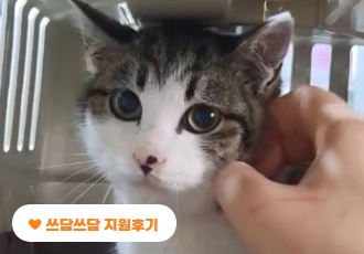 [쓰담쓰담] 탈장된 채 나타난 길고양이, 희망이