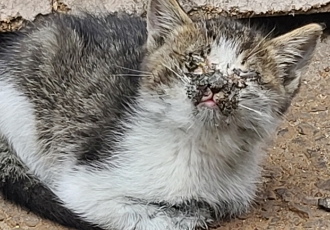 [구조] 뜨거운 아스팔트 위에서 울고있던 고양이 "유노"