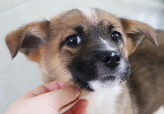 이제 불안함은 안녕! 안전한 하루를 보내고 있는 해치의 자견들! 🐶