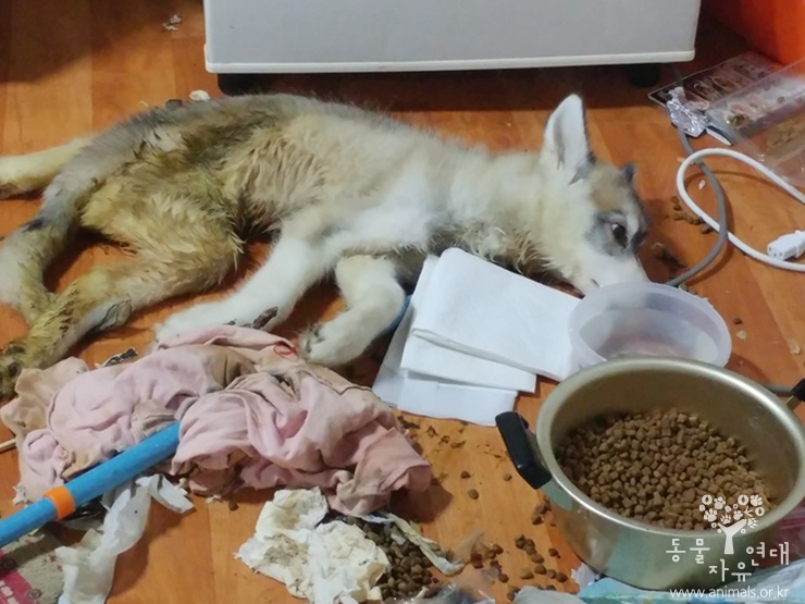 [구조] 동물을 보호하지 못하는 동물보호법...아사 직전 구조된 허스키