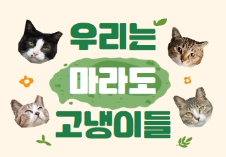 마라도 고양이들의 가족을 찾고 있어요 😻🙌