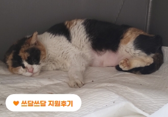 [쓰담쓰담] 양수가 터져 꼼짝하지 못했던 어미 고양이, 경순이