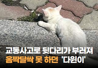 [구조] 교통사고로 뒷다리가 부러져 옴짝달싹 못 하던 새끼 고양이 ‘다윈이’