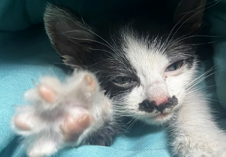 [C23-11관외] 애교 많고 온순한 새끼 고양이 ‘요요’