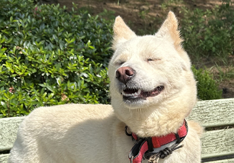 💌위탁보호소에서 생활 중인 일짱이, 이짱이, 삼짱이, 사짱이, 짱짱이와 고흐!