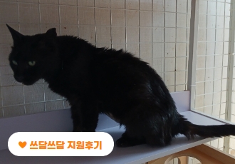 [쓰담쓰담] 거대식도증으로 죽을 고비를 넘긴 고양이, 퀸이