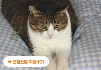 [쓰담쓰담] 가족을 떠나보내고 홀로 남은 고양이 ‘다정이’