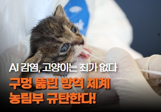 [기자회견 참여요청] AI 감염, 고양이는 죄가 없다! 농림축산식품부는 방역 실패 책임져라!