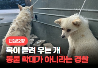 [민원요청] 목이 졸려 우는 개, 동물 학대가 아니라는 경찰