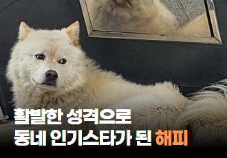 [동물구조] 활발한 성격으로 동네 인기스타가 된 "해피"