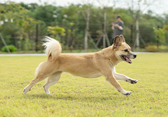 리드줄 없이 자유롭게! ‘온캣에 놀러오개’ 후기🐾