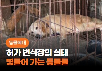 [동물학대] 대한민국 허가 번식장의 실태, 몸과 마음이 병들어 가는 동물들