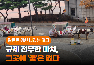 [말들을 위한 나라는 없다] 규제 전무한 마차, 그곳에 꽃은 없다