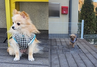 호두는 수영을 넘 잘해요. 율무는 잠수함. 