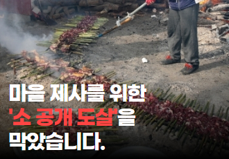 마을 제사를 위한 ‘소 공개 도살’을 막았습니다