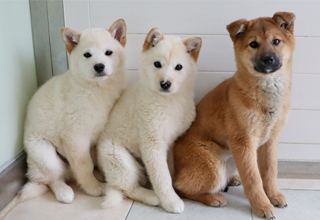 밧줄에 묶인 어미 개와 구조된 고미&곰댕이&곰돌이