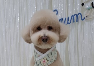 도담이(푸삼) 3년차 이야기