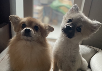 티거네 후추(보령번식장-보령이) 왔어요.일주일후기입니다.