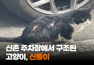 [구조] 신촌 주차장에서 구조된 고양이,신동이