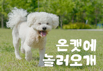 [5월 온캣에 놀러오개] 푸르른 잔디마당에서 뛰어놀아요🌿🐕