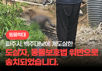 [동물 학대] 파주시 한 소재지에서 개를 도살하고 토치로 그을린 도살자, 동물보호법 위반으로 송치되었습니다.