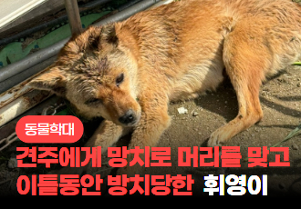 [동물 학대] 반려견 머리를 망치로 내리치고 이틀동안 방치한 견주