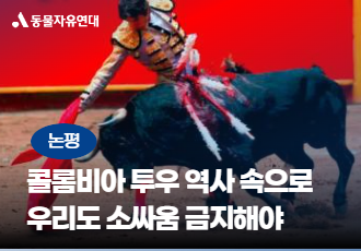 [소만 남고 싸움 가라] 콜롬비아 투우 역사 속으로, 우리도 소싸움 금지 나서야